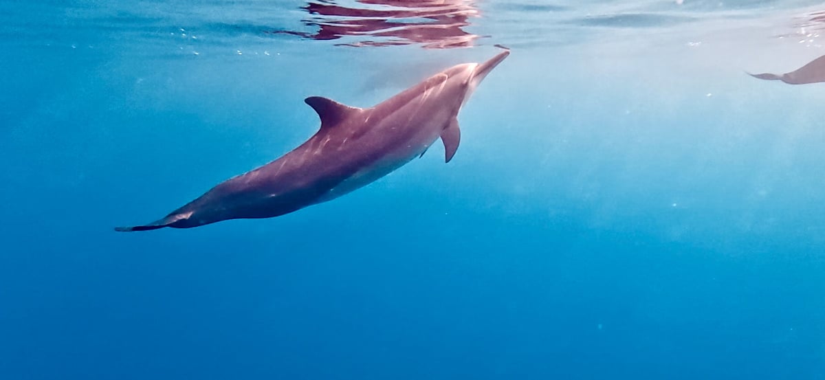 Delfín nadando en el océano